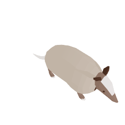 armadillo